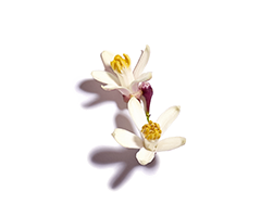 Olejek eteryczny z neroli Olejek eteryczny z neroli