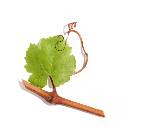 Winiferyna