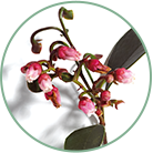 NATURALNY, KWAS SALICYLOWY